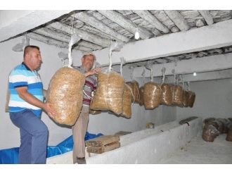 Evindeki Depoyu İstiridye Mantarı Bahçesine Çevirdi