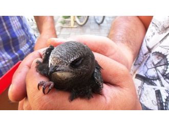 Sıcaktan Etkilenen Ebabil Kuşu Korumaya Alındı