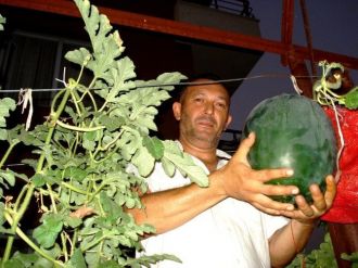 Karpuzu Dalda Yetiştirmeyi Başardı