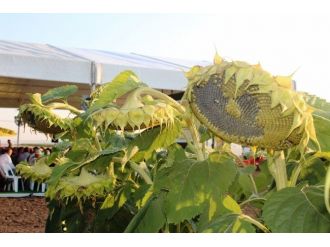 May Tohum, Yerli Ayçiçek Tohumunu Görücüye Çıkardı