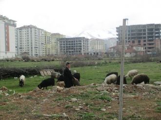 Şehir Merkezinde Hayvan Besleyenlere İzin Verilmiyor