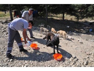 Sokak Hayvanlarına Bir Kap Su