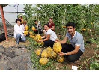 Susuz Yetişen Kavunda Sona Gelindi