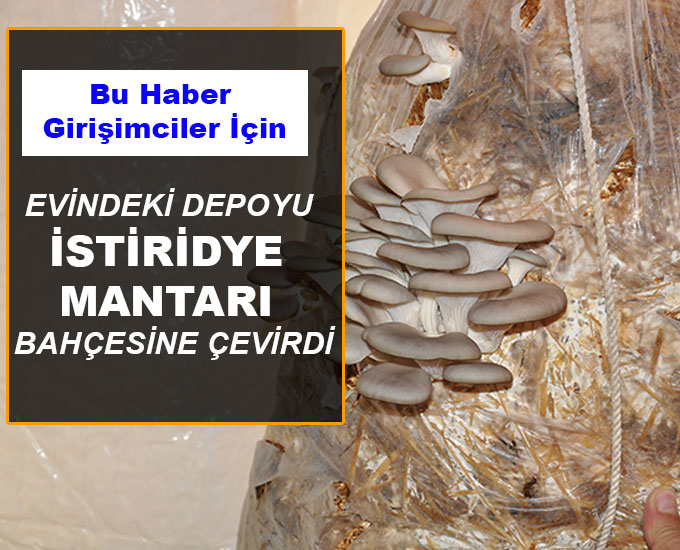 Evindeki Depoyu İstiridye Mantarı Bahçesine Çevirdi