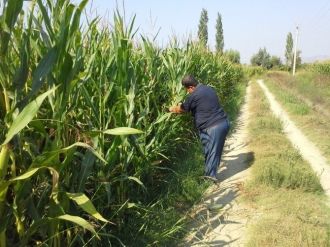 Dalaman’da Yem Bitkileri Destekleme Müracaatları Devam Ediyor