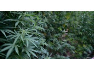 Jandarma Ekiplerinden Kenevir Operasyonu