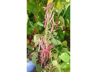 Ovacık’ta, Fasulye Ve Barbunya Sezonu Başladı