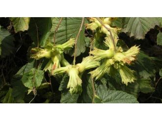 Giresun’da Fındık Hasadı Tarihi Açıklandı