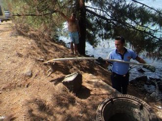 Yavru Domuzu İtfaiye Ekipleri Kurtarıldı