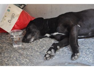 Onlar İçin En Büyük İyilik Su