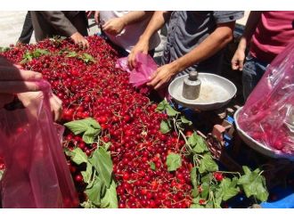 Mardin’de Kiraz Bereketi Yaşanıyor