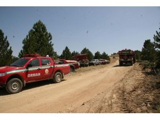 Ormanlar İçin Sevindiren Haber