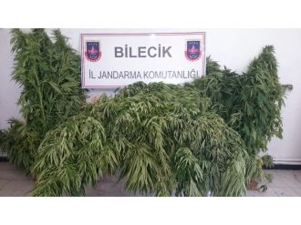 Mısır Ve Domates Tarlasında Hint Keneviri