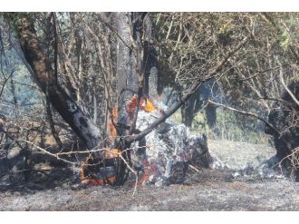 Elazığ’da İki Farklı Yerde Çıkan Yangınlar Kontrol Altına Alındı