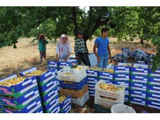 Mevsimlik İşçilerin Çileli Ekmek Parası Yolculuğu