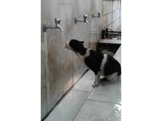 Sıcaklar Onları Da Vuruyor