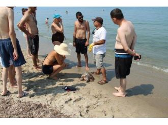 Kuşadası’nda Caretta Caretta Sahile Vurdu