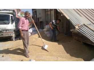 Buğdayda Rekolte Ve Kalite Düşük