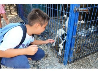 Bodrumlu Miniklerden “Köpekler Evsiz Kalmasın!” Projesi