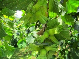 Fındıkta Erken Hasat Uyarısı