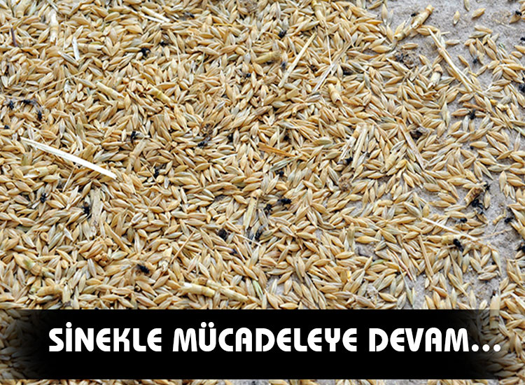 Sinekle Mücadeleye Devam…