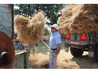 Milletvekili Özdağ Buğday Hasadı Yaptı