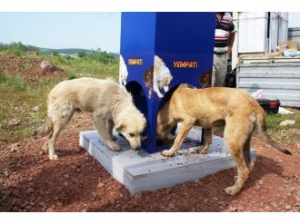 Kocaeli’de Kavurucu Sıcaklarda Sokak Hayvanları Aç Ve Susuz Kalmıyor