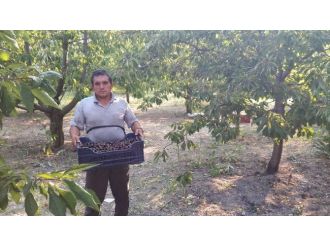 Dağ Kirazı Dalında Kaldı