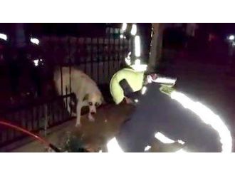 Demir Parmaklıklara Sıkışan Köpeği İtfaiye Kurtardı