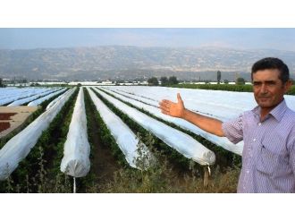 Sarıgöl Ovası Beyaza Büründü