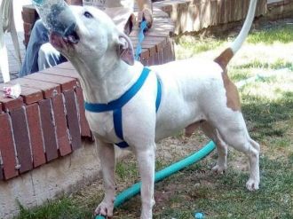 İzmir’deki Pitbull Dehşetinin Sorumlusu Yakalandı