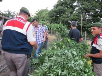 Jandarmadan Kenevir Operasyonu