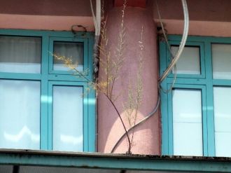 Karganın Diktiği Ağaç Boy Verdi