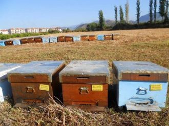 Dalaman’da Arı Kovanı Desteklemeleri Ödeniyor.