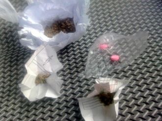 Plajda Uyuşturucu Operasyonu: 1 Gözaltı