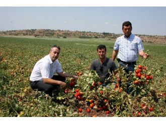 Karacabey’de Domates Hasadı Başladı