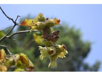 Alaplı’da Fındık Hasadı Erken Başladı