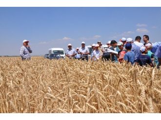 Altıntaş’ta Tarla Günü