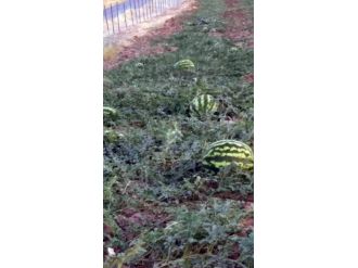 Misafirleri İçin 4 Dönüm Karpuz Tarlası Ekti