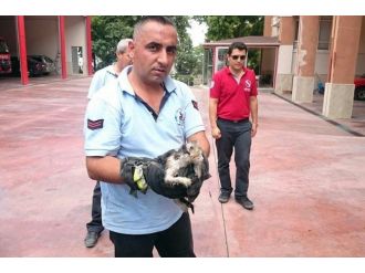 Denizli İtfaiyesinden Kedi Kurtarma Operasyonu
