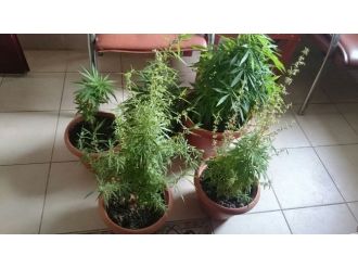 Manavgat Jandarması Torbacı Avında