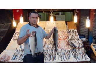 Mersinli Balıkçılar Satışlardan Memnun