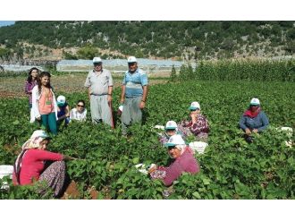 Çiftçi Tarım Danışmanlığı Sistemini Sevdi