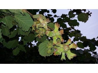 Fındıkta 8 Ağustos’tan Önce Bahçeye Girmeyin Çağrısı