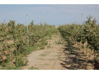 (Özel Haber) Bitlis’ten Türki Cumhuriyetlerine Elma İhracatı
