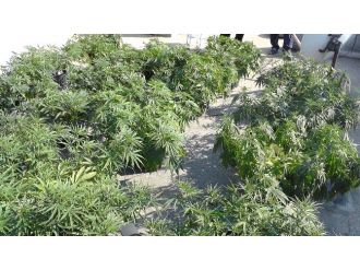 Burdur Kom’dan Hint Keneviri Operasyonu