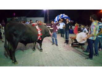 Şampiyon Boğa Liderliği Düğün Meydanında Kutladı