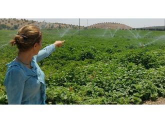 Modern Basınçlı Bireysel Sulama Tesisinde Olumlu Gelişmeler