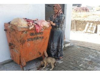 Suriyeli Kadın Mezbaha Çöplüğünden Sakatat Topluyor
