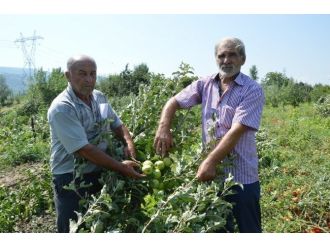 Dolu Ve Fırtına Tokatlı Çiftçiyi Vurdu